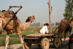 fileira de camelos